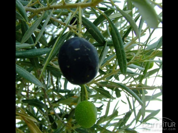 Agroazuaga, S.L.