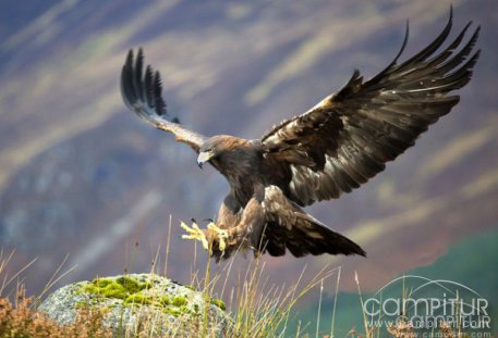 Liberan a un águila real en la Campiña Sur 